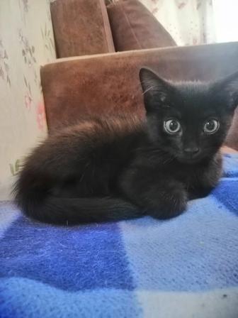 Отдам милую кошечку