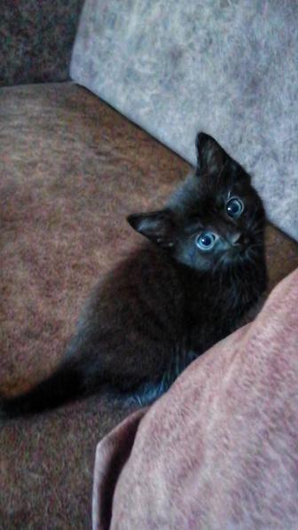 Отдам милую кошечку