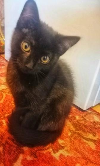 Отдам милую кошечку