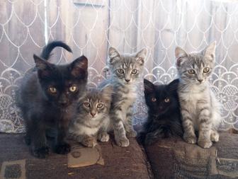 Отдам котят в хорошие руки