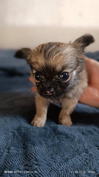 Щенок Чихуахуа