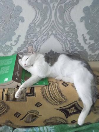 Потерялась кошка