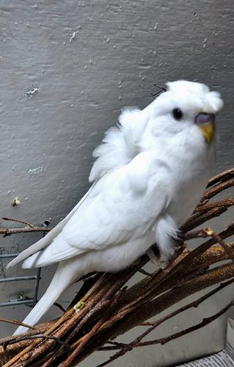 Продам попугая хагоромо