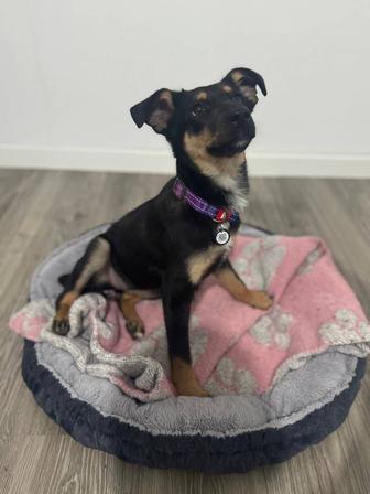 Собачка ищет хозяина!