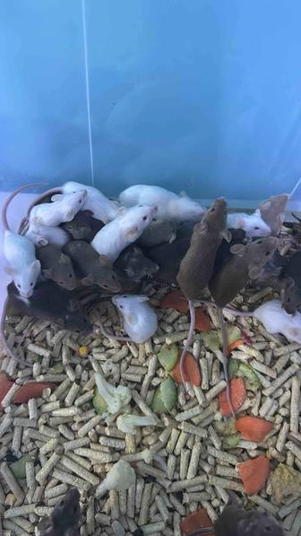 Мышки кормовые