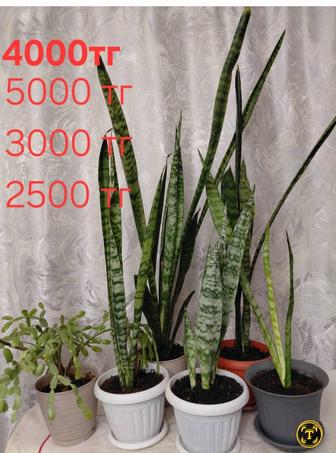 Комнатные растения .Комнатное растение .Цветы в горшках .Сансевиерия .