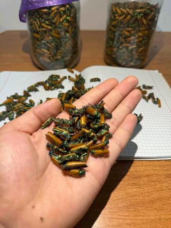 Алтын коныз майский жук золотой жук простатит коныз