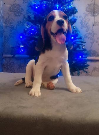 Щенок Бигль с документами.