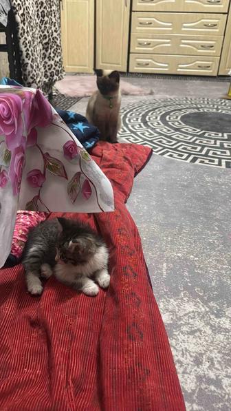 Отдам котенка
