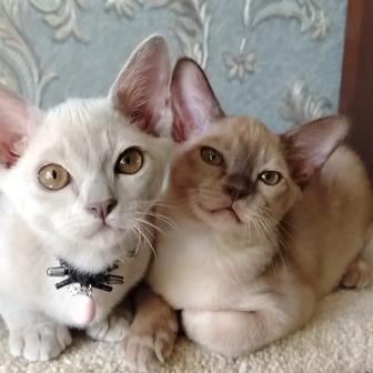 Бурманская кошка
