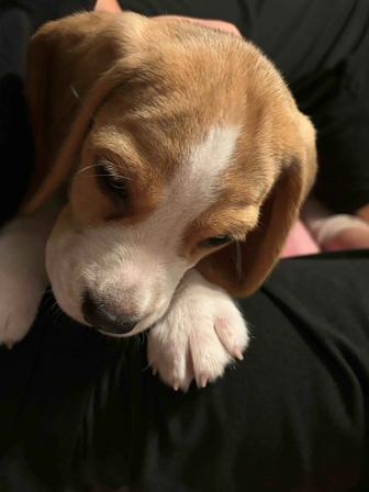 Продаю щенка бигля