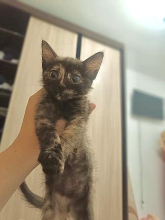 Отдам котенка