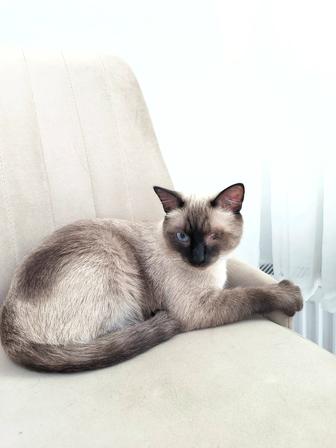 Отдам кота в хорошие любящие руки