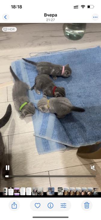 Продам котят породы Scottish Fold,к домашней еде и горшку приучены