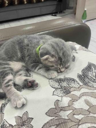 Продам котенка(мальчик)породы Scottish Fold