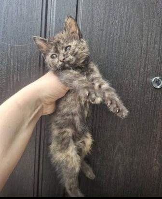 Котята