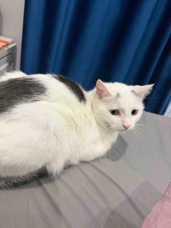 Отдам котенка в добрые руки