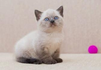 Котенок скоттиш страйт