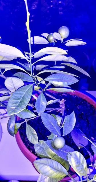 Продадим каламондин