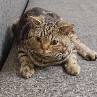 Кот ищет дом. Британской породы.