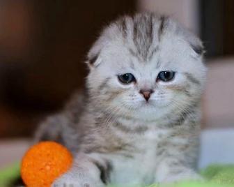 Шотландские вислоухие котята