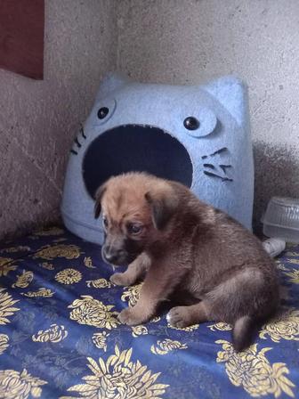 Щенок 3 недели от роду
