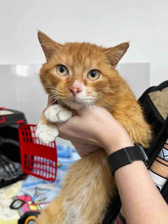 Руфус ищет дом