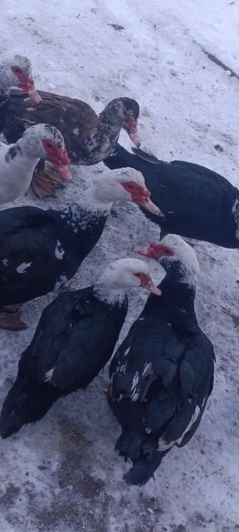 Продам уток