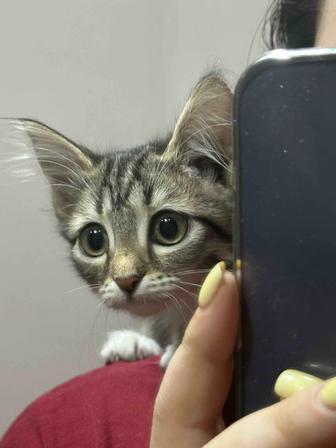 Отдам в хорошие руки котенка