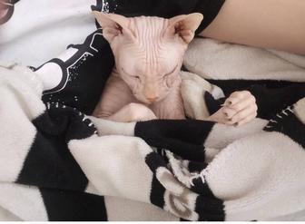 Отдам кота в добрые руки