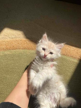 Срочно отдам котенка, котята