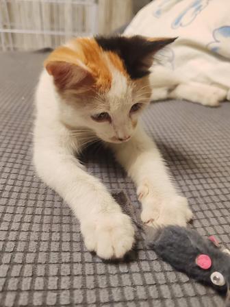 Найден котенок