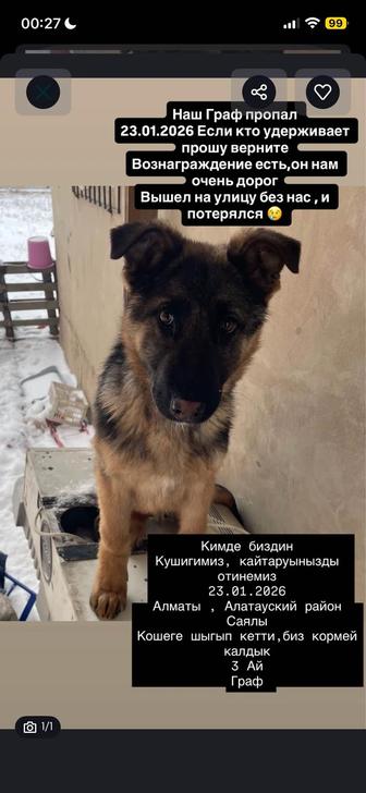 Кто Забрал моего щенка прошу верните ЗА ВОЗНАГРАЖДЕНИЕ