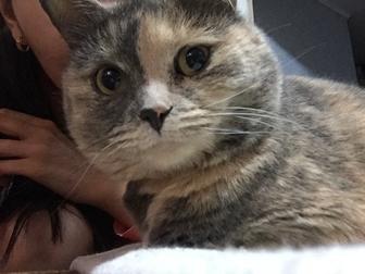 Ласковая и умная кошка ищет новый дом