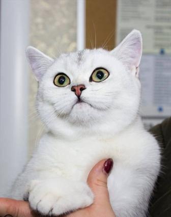 Шиншилла кошечка