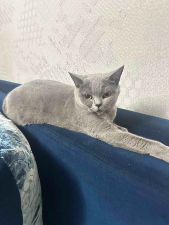 Продам кошку