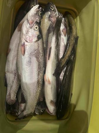 Продается рыба Форель