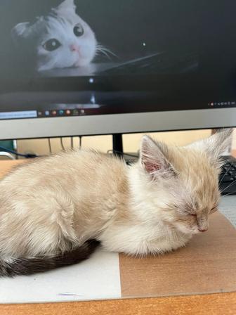 Отдам сиамского котенка