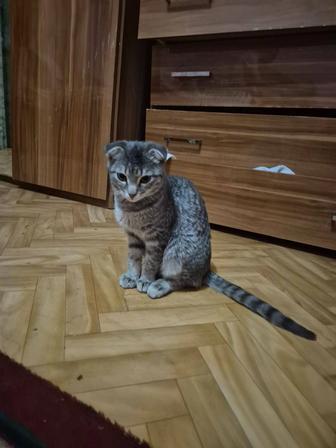 шотландская вислоухая кошка (скоттиш-фолд).