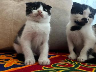 Классные крутые котята , красивые породистые