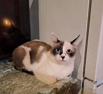 Кошечка в добрые руки