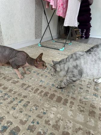 Отдам кота сфинкса
