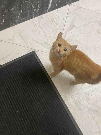 Ищем дом для кота