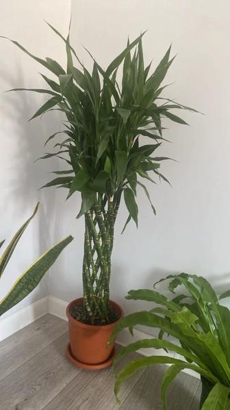 Үй гүлдері сатылады