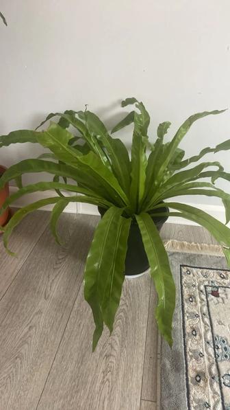 Үй гүлдері сатылады