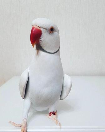 Продается ручные ожереловые попугаи , им только 1 мес , выкармливаю кашей