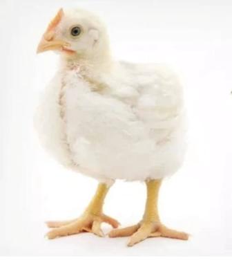 Продаются бройлеры