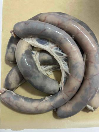 Казы домашнее