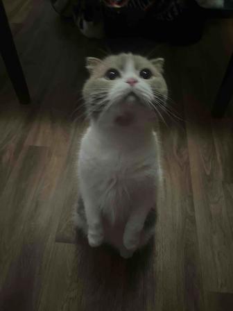 Передержка котов и кошек