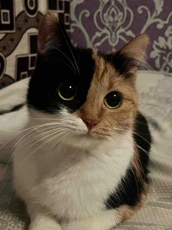 Передержка котов и кошек